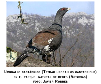 Urogallo
